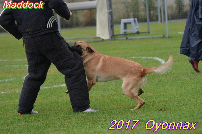 2017-oyo-maddock gaf.jpg